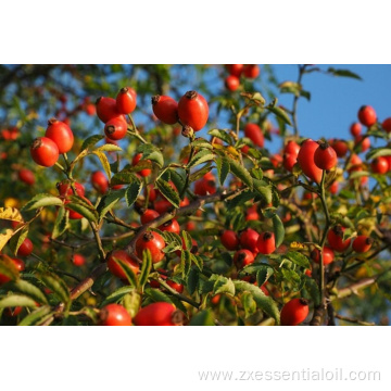 Factory supply pure natural rosehip carrier oil bulk